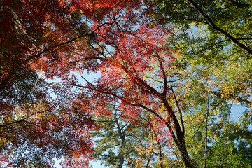 秋の彩り　森の紅葉