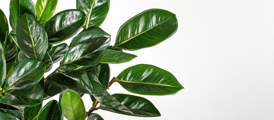 Lush green Zamioculcas zamiifolia leaves in a flower pot at the bottom right corner against a soft white background emphasizing the plant's glossy texture