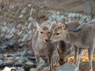 仲の良い奈良公園の鹿