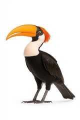 Obraz premium A colorful toucan stands proudly, showcasing its distinctive orange beak and striking black and white plumage against a plain background.