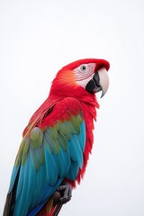 Naklejka premium A vibrant parrot with red, blue, and green feathers stands out against a light background, showcasing its striking colors and elegant profile.