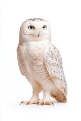 A snowy owl with white feathers and distinctive markings stands upright against a plain background, showcasing its unique beauty and elegance.