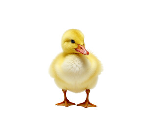 little yellow duckling