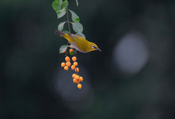 Indian white eye bird perched on a branch looking for food. Close up, selective focus.