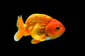 Goldfish, a lion-headed goldfish on black background