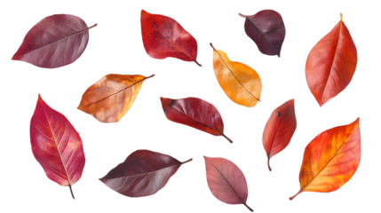A collection of autumn leaves swirling in the breeze, isolated on a clean white background, evoking the beauty of fall