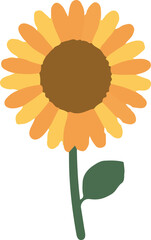 sunflower on white background