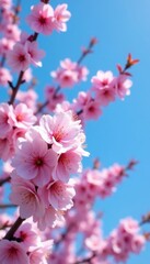 Obraz premium Pink cherry blossoms in full bloom against a clear blue sky, bright, landscape