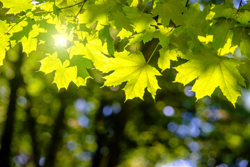 Green nature background with maple leaves

