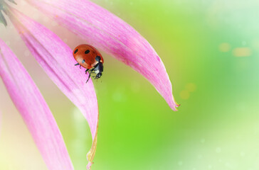 Ladybug crawl over pink echinacea in sunny bright summer day