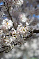 View of blooming white cherry tree branches in sunlight.