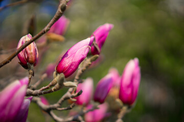 Magnolia grandiflora L flower