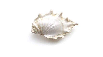 38. A small white seashell on a white background