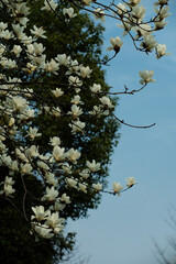Magnolia grandiflora L flower