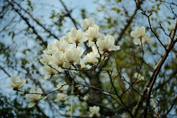 Magnolia grandiflora L flower