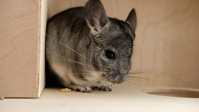a large gray chinchilla sits in a cage and eats a herbal stick