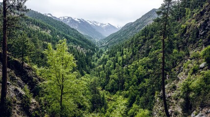 Obraz premium Majestic mountain view overlooking lush green valley nature landscape photography serene wilderness captivating perspective