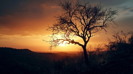 Silhouetted acacia tree at sunset scenic landscape nature photography serene environment artistic viewpoint beauty of nature