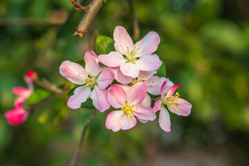 Pink Chinese flowering crabapple blossoms