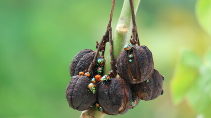 Scutelleridae is a family of true bugs. They are commonly known as jewel (stink) bugs or metallic shield bugs due to their often brilliant coloration