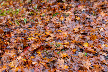雨の後の色付きの落ち葉 八ヶ岳 横谷渓谷にて
