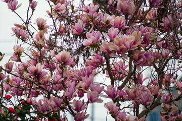 pink magnolia flowers