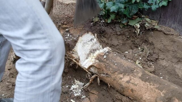 A man chops a tree root A woodcutter cuts at home Close-up - preparation of firewood for the winter. uproot trees Slow motion
