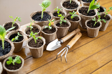 Young seedlings in biodegradable pots with gardening tools on wooden table
