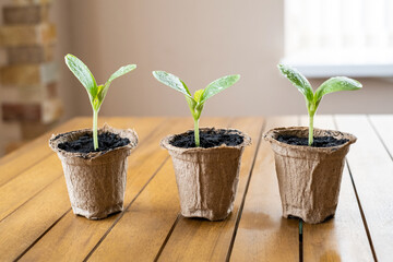 Three healthy seedlings in biodegradable pots on wooden table indoors