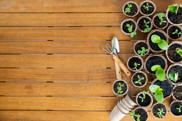 Young plants in biodegradable pots with gardening tools on wooden surface