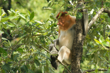 Fototapeta premium Proboscis monkey (Nasalis larvatus) in a rainforest tree, lateral view, Borneo, Malaysia