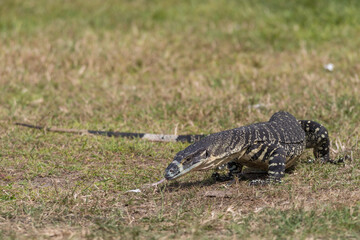A Lace Monitor (Goanna) searching for food using its tongue to sense the heat signature of potential pray
