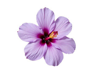 Obraz premium bee on pink flower