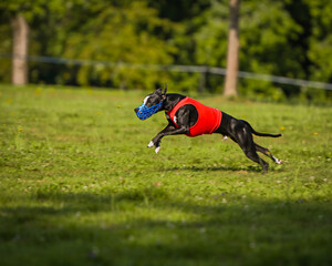 course au leurre whippets
