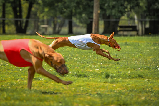 course au leurre podenco