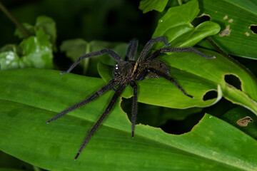 Black-jaw Huntsman (Heteropoda tetrica), Sarawak, Borneo