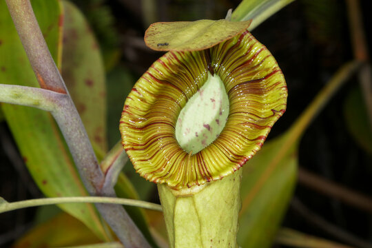 Broad rim on the pitcher of Nepenthes mirabilis var. echinostoma, carnivorous pitcher plant on Borneo, Malaysia
