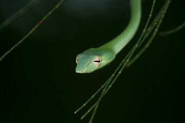 Head of the Oriental Whipsnake (Ahaetulla prasina), Sarawak, Borneo