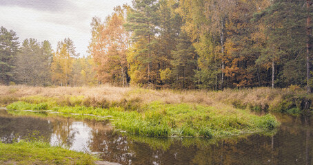 Forest with a river running through it
