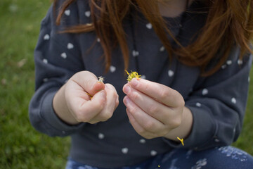 front view little hand girl playing with daisy leaf petals. Horizontal, summer	
