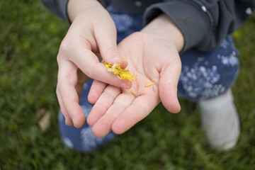 high angle view little hand girl playing with daisy leaf petals. Horizontal, summer