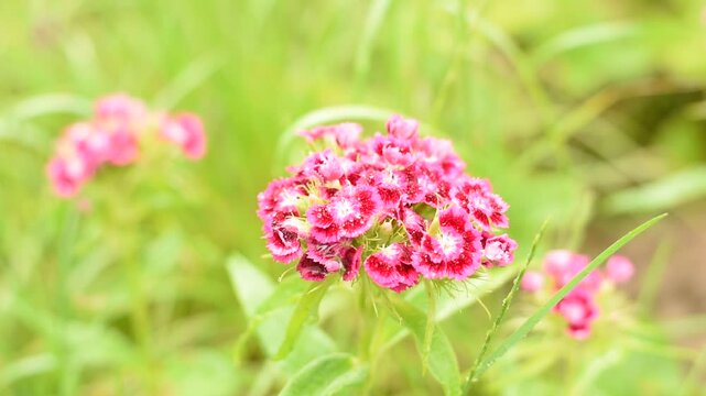 Close-up of flowers of bush carnation. Flowers are covered with raindrops. Carnations sway in gusts of wind.