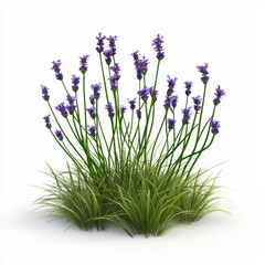 Fototapeta premium Delicate lavender plant with soft purple flowers and slender green stems, isolated on white background