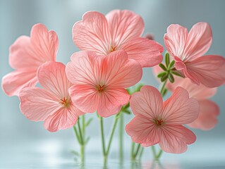 Close-up of pink geranium flowers with soft focus on petals isolated on white