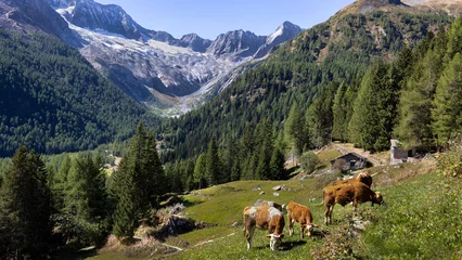 mucche al pascolo di fronte al monte Disgrazia, Valtellina, Italy © Franco Bissoni