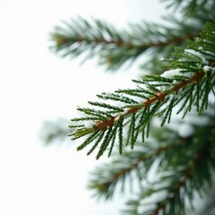 Snowy fir branch isolated on white background, winter, pine, fir