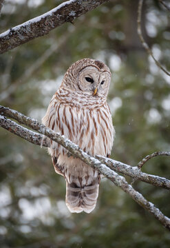 Close up of barred owl perched on tree branch on winter day.