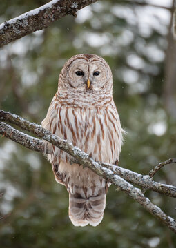 Close up of barred owl perched on tree branch on winter day.
