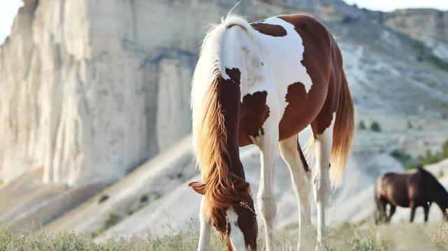 Pinto horse grazing peacefully near white rocky mountain formations, embodying serene wilderness landscape