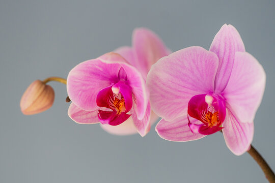 Close up of pink orchid flowers against grey blue background. - Powered by Adobe
